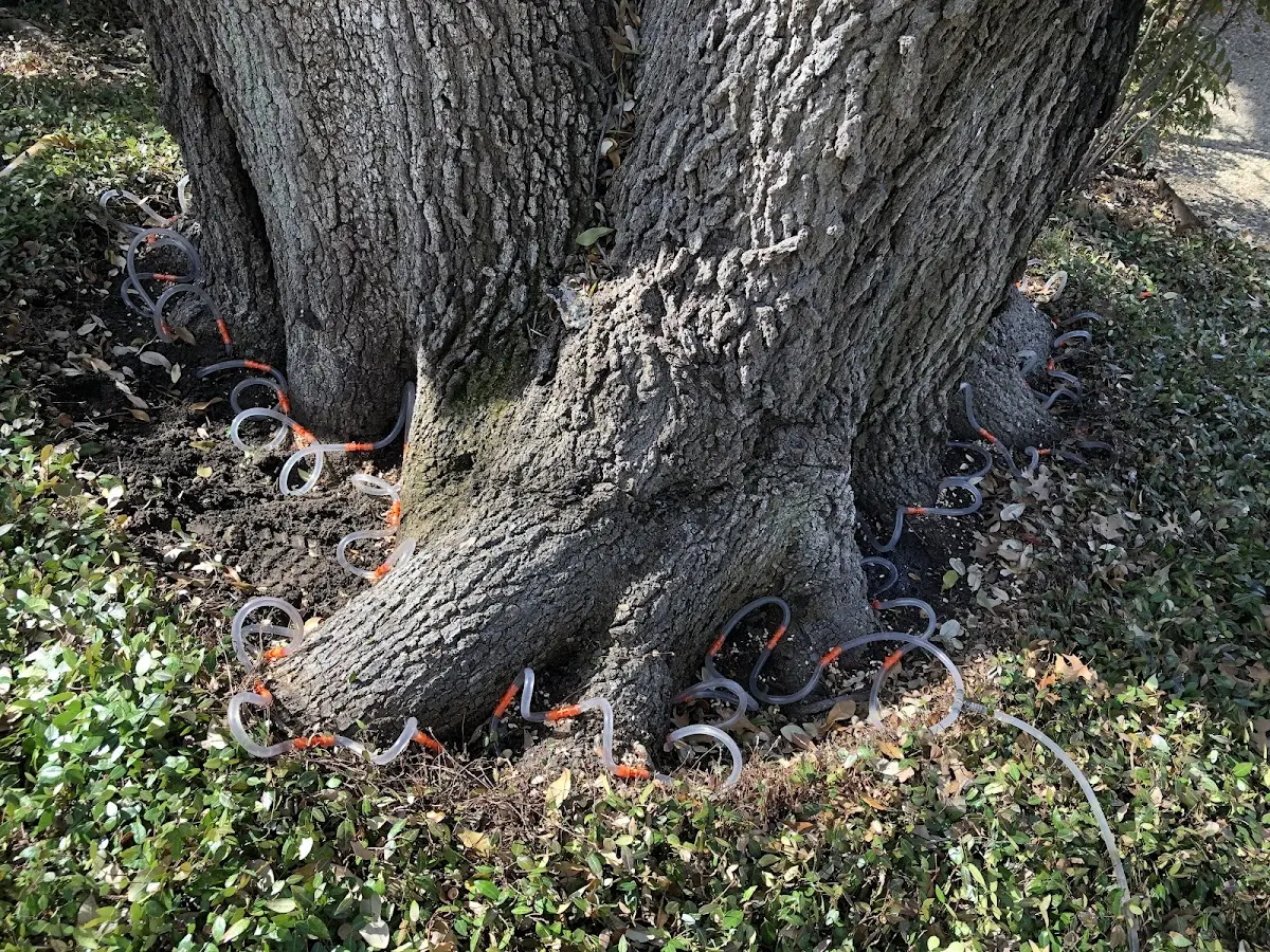 Detailed Tree Cabling and Bracing job site in Crookston