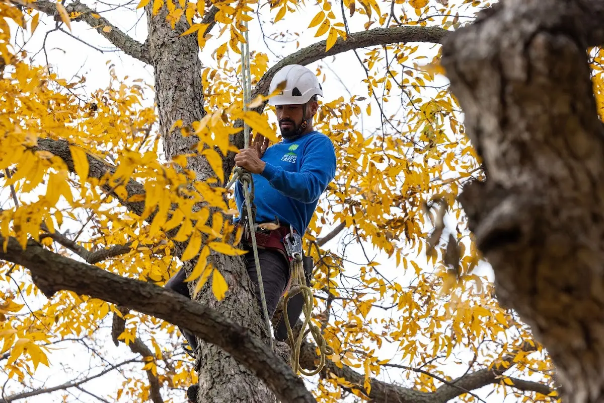 Skilled Tree Trimming crew working in Crookston