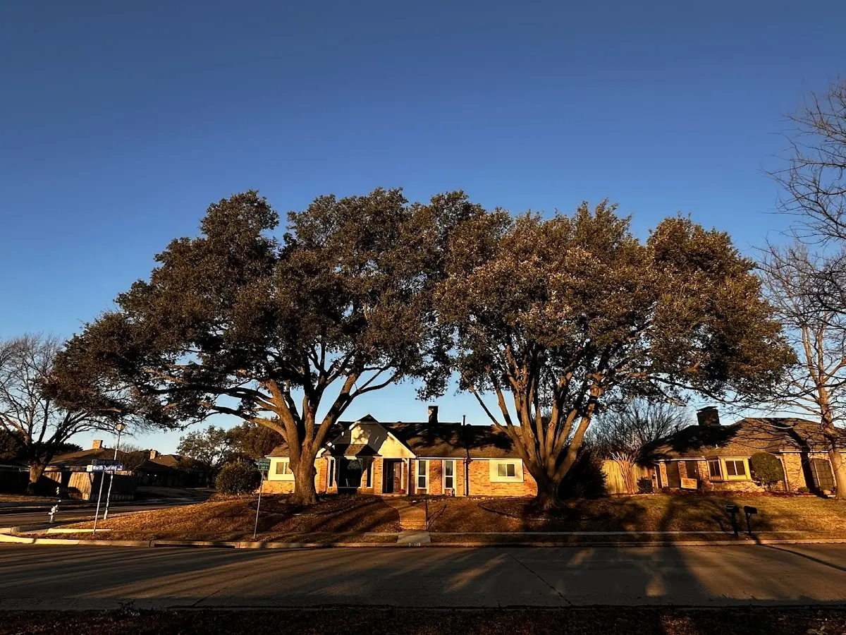 Established residential canopy tree shading a home in Crookston